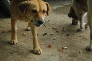 1380944243-3221818792