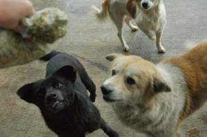 1380944243-903982204