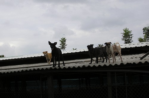 天佑台湾，愿灾民与淹水狗场都能平安