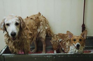 1380944443-3827084202