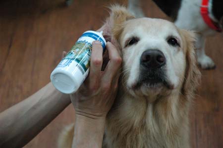 美樂狗天然抗菌護理清耳液耳立康讓毛小孩告別臭臭耳！