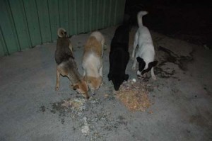 1380944623-3625619497