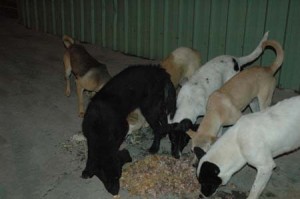 1380944623-3715500747