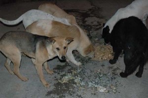 1380944624-1587934457