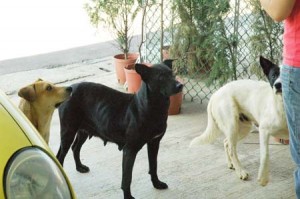 1380944673-1724504749