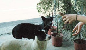 1380944674-1637034337