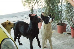 1380944674-2991031747