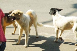 1380944675-454793470