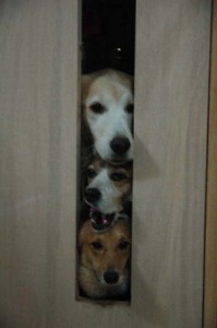 1380944966-1556381129