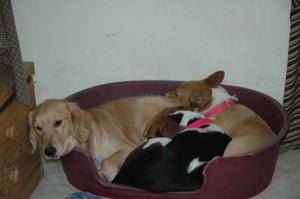 1380945145-4263449028