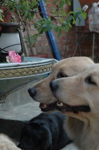 1380945176-2316394063