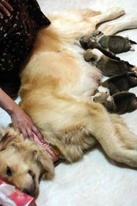 1380945233-3828389404