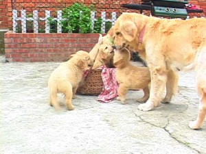 1380945236-2915546102