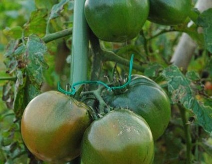 1380945389-4269949828