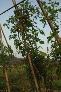 1380945390-3463429478