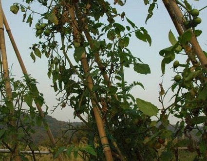 1380945390-3463429478