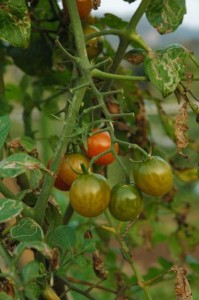 1380945390-927232014