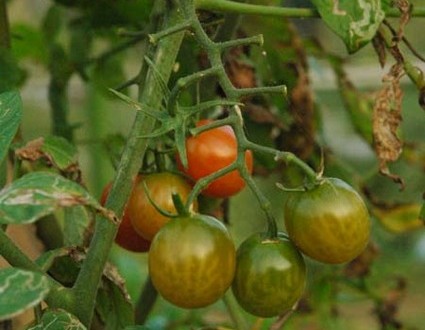 1380945390-927232014