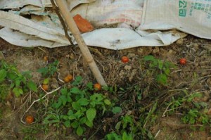 1380945391-2842261104