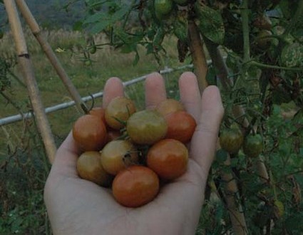 1380945391-4027932932