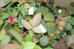 1380945421-4014011346