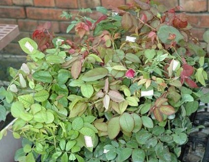 1380945422-3674395418