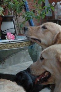 1380945422-3935928108