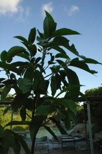 1380945488-1123662749