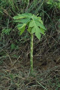 1380945523-519038875