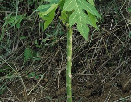 1380945523-519038875