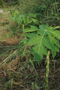 1380945525-4045600851