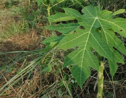 1380945525-4045600851