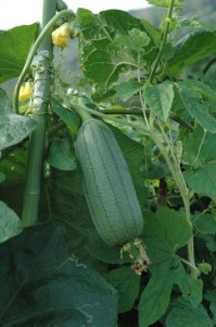 1380945541-1982783106