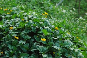 1380945541-4127795165