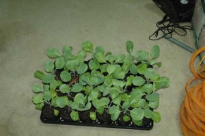 1380945616-757029493