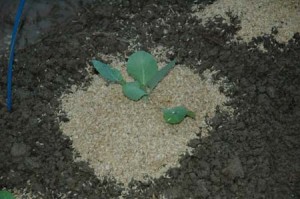 1380945617-3838826450