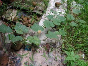 1380945676-2726318157