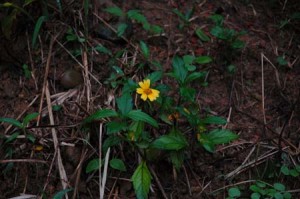 1380945695-2597284789