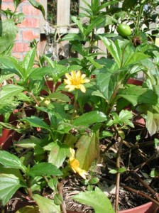 1380945695-3245863193