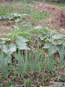 1380945703-929844600