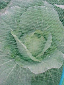 1380945706-1933317293