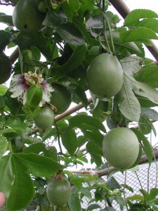 1380945706-3421546161