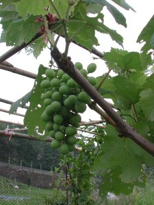 1380945707-3474162990