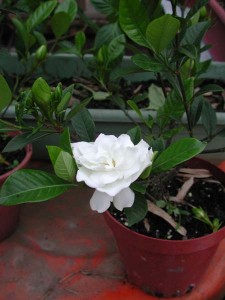 1380945715-4011765876