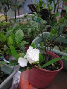 1380945716-2864548817