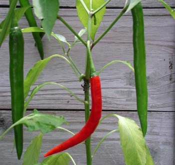 1380946002-1473039515