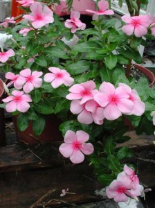 1380946004-4269542194