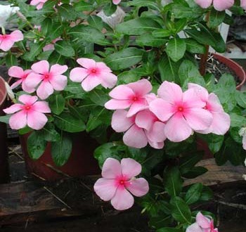 1380946004-4269542194