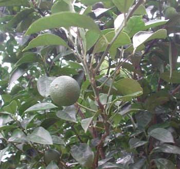 1380946086-1168118470