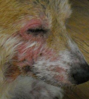 226303_454928851194799_995485992_n